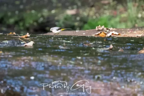 22 September 2025 - Arran, Scotland -Grey Wagtail
