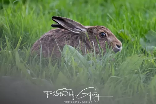 22 September 2025 - Arran, Scotland -Hare