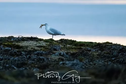 23 September 2025 : Isle of Arran, Scotland- Herring Gull with a Starfish