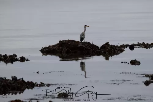 23 September 2025 : Isle of Arran, Scotland- Grey Heron