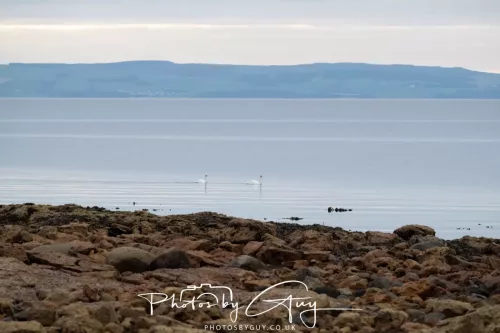 23 September 2025 : Isle of Arran, Scotland-Cormorants