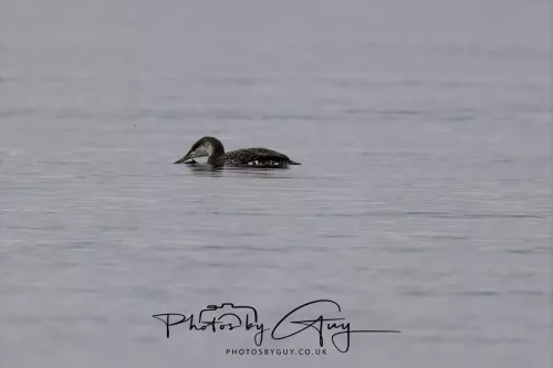 23 September 2025 : Isle of Arran, Scotland- Great Northern Diver