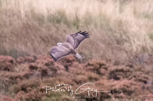 23 September 2025 : Isle of Arran, Scotland- Buzzard