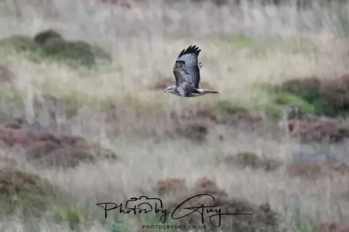23 September 2025 : Isle of Arran, Scotland- Buzzard