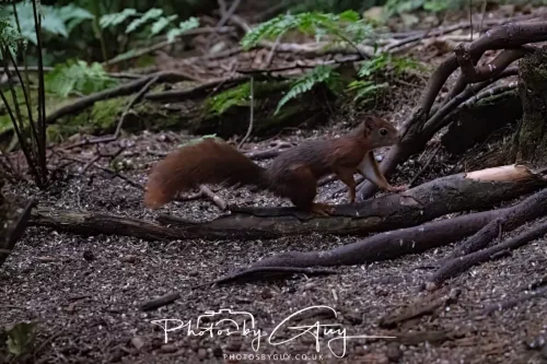23 September 2025 : Isle of Arran, Scotland- Red Squirrel Brodick Castle