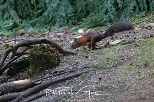 23 September 2025 : Isle of Arran, Scotland- Red Squirrel Brodick Castle