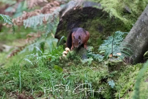 23 September 2025 : Isle of Arran, Scotland- Red Squirrel Brodick Castle