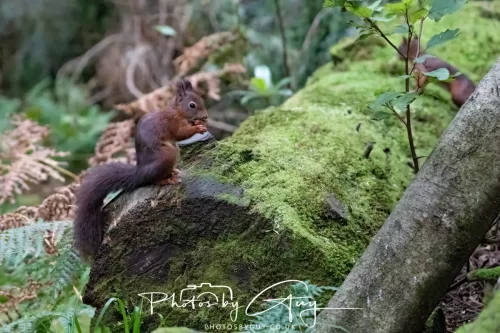 23 September 2025 : Isle of Arran, Scotland- Red Squirrel Brodick Castle