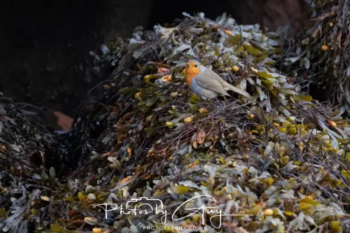 23 September 2025 : Isle of Arran, Scotland- ROBIN ON THE SEAWEED