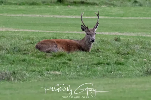 24 September 2025 : Arran, Scotland, Lochranzer and Kingscross - Red Deer