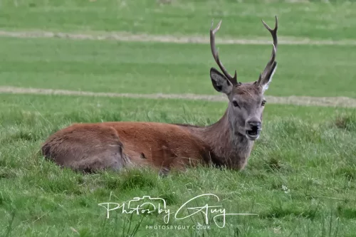 24 September 2025 : Arran, Scotland, Lochranzer and Kingscross - Red Deer