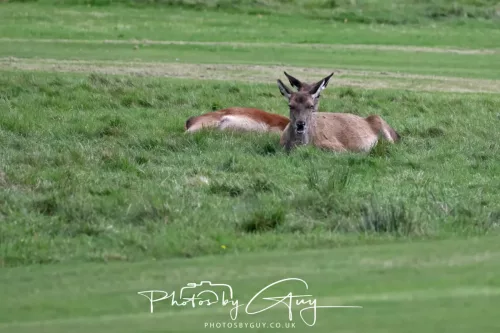 24 September 2025 : Arran, Scotland, Lochranzer and Kingscross - Red Deer