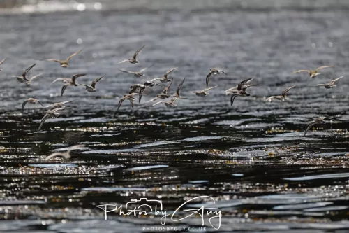 24 September 2025 : Arran, Scotland, Lochranzer and Kingscross - Ringed & Grey Plover