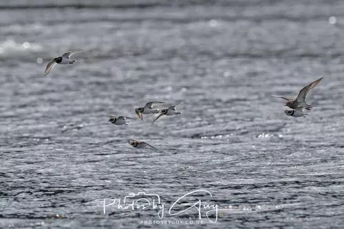 24 September 2025 : Arran, Scotland, Lochranzer and Kingscross - Ringed & Grey Plover