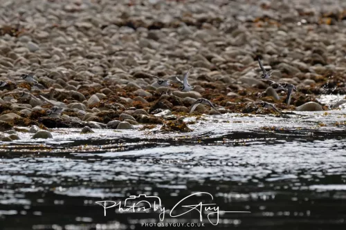 24 September 2025 : Arran, Scotland, Lochranzer and Kingscross - Ringed & Grey Plover