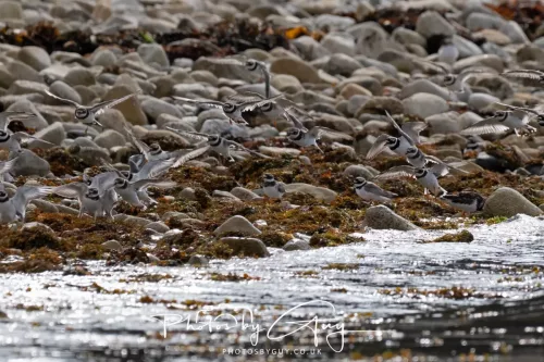 24 September 2025 : Arran, Scotland, Lochranzer and Kingscross - Ringed & Grey Plover