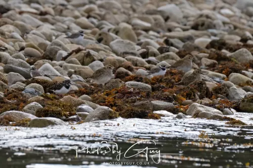 24 September 2025 : Arran, Scotland, Lochranzer and Kingscross - Ringed & Grey Plover