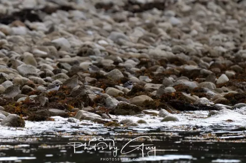 24 September 2025 : Arran, Scotland, Lochranzer and Kingscross - Ringed & Grey Plover
