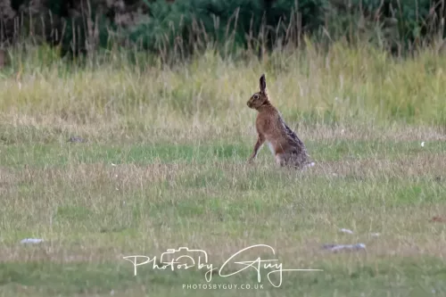 24 September 2025 : Arran, Scotland, Lochranzer and Kingscross - Hare