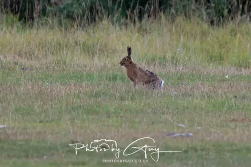 24 September 2025 : Arran, Scotland, Lochranzer and Kingscross - Hare