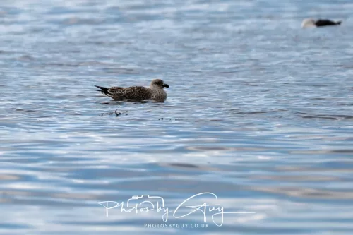 24 September 2025 : Arran, Scotland, Lochranzer and Kingscross - Juv Herring gull