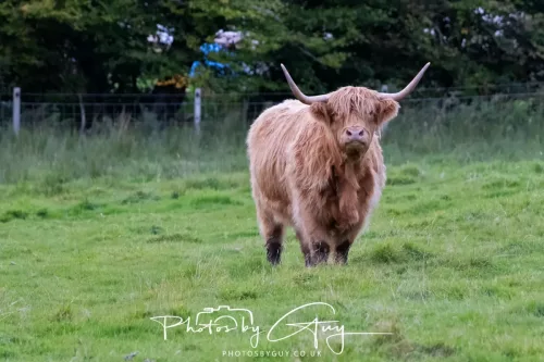 24 September 2025 : Arran, Scotland, Lochranzer and Kingscross - Highland Cow
