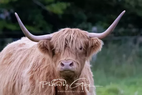 24 September 2025 : Arran, Scotland, Lochranzer and Kingscross - Highland Cow