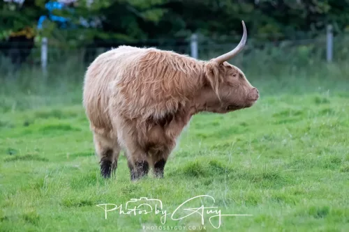 24 September 2025 : Arran, Scotland, Lochranzer and Kingscross - Highland Cow