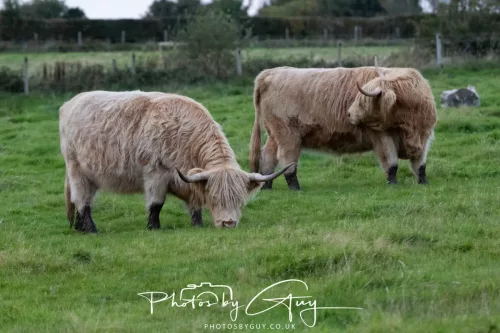 24 September 2025 : Arran, Scotland, Lochranzer and Kingscross - Highland Cow