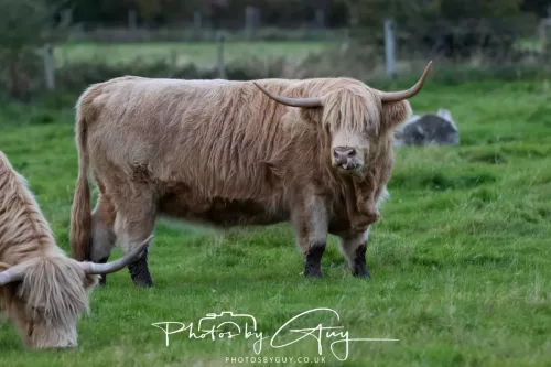 24 September 2025 : Arran, Scotland, Lochranzer and Kingscross - Highland Cow