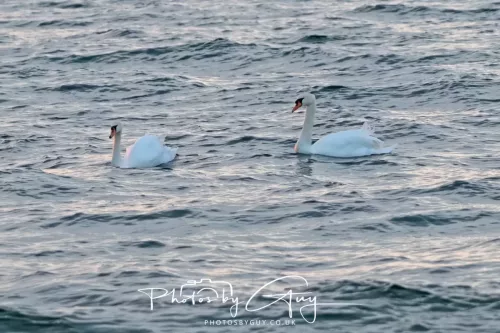 25 September 2025- Arran, Scotland - Mute Swans