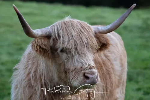 25 September 2025- Arran, Scotland - Highland Cow