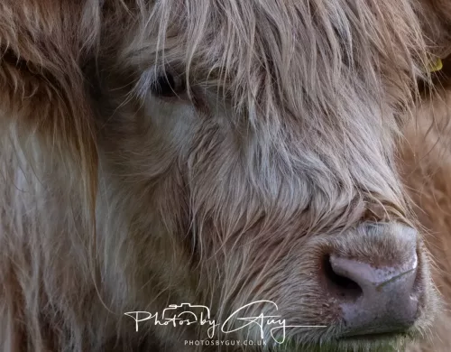25 September 2025- Arran, Scotland - Highland Cow