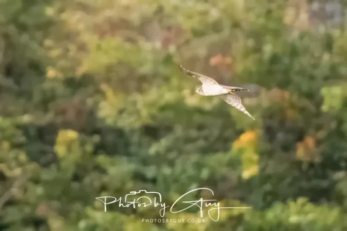 25 September 2025- Arran, Scotland - Sparrow Hawk
