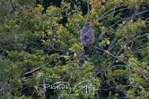 25 September 2025- Arran, Scotland - Sparrow Hawk and Buzzard