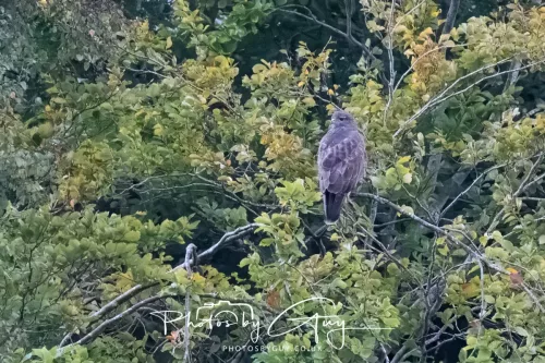 25 September 2025- Arran, Scotland - Buzzard