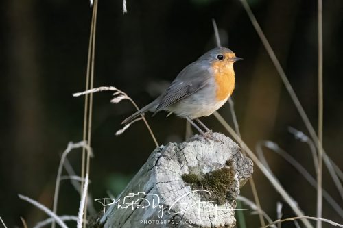24 August 2026 - Near Whitehaven, Cumbria - Robin