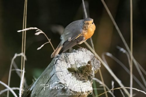 24 August 2026 - Near Whitehaven, Cumbria -Robin