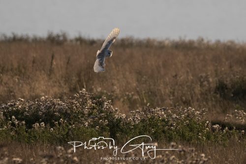 24 August 2026 - Near Whitehaven, Cumbria - Barn Owl