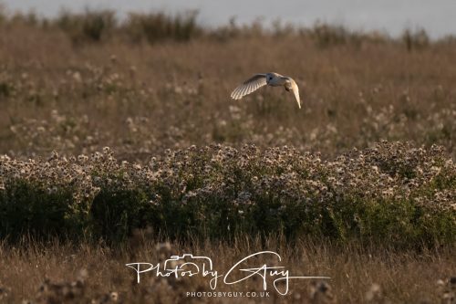 24 August 2026 - Near Whitehaven, Cumbria - Barn Owl