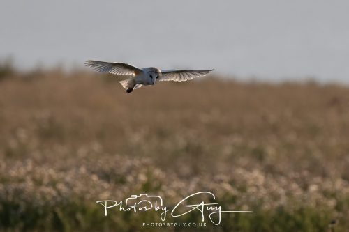 24 August 2026 - Near Whitehaven, Cumbria - Barn Owl