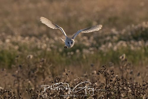 24 August 2026 - Near Whitehaven, Cumbria - Barn Owl