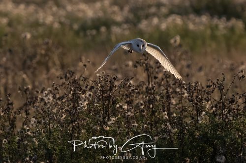 24 August 2026 - Near Whitehaven, Cumbria - Barn Owl