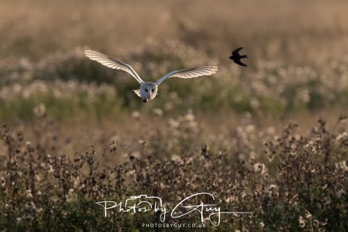 24 August 2026 - Near Whitehaven, Cumbria - Barn Owl