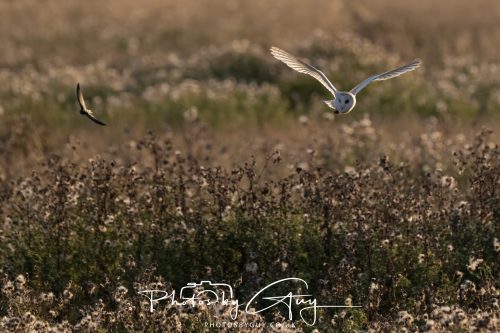 24 August 2026 - Near Whitehaven, Cumbria - Barn Owl
