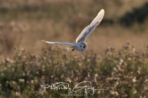 24 August 2026 - Near Whitehaven, Cumbria - Barn Owl