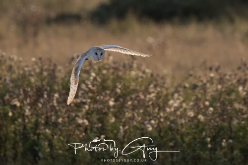 24 August 2026 - Near Whitehaven, Cumbria - Barn Owl