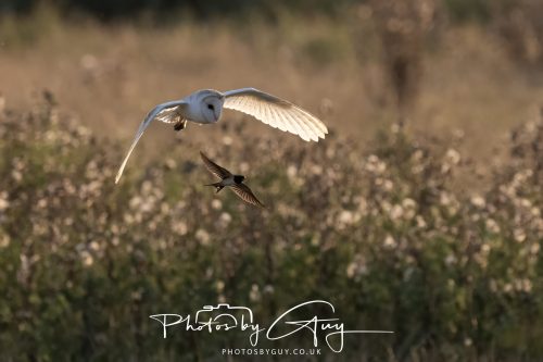 24 August 2026 - Near Whitehaven, Cumbria - Barn Owl
