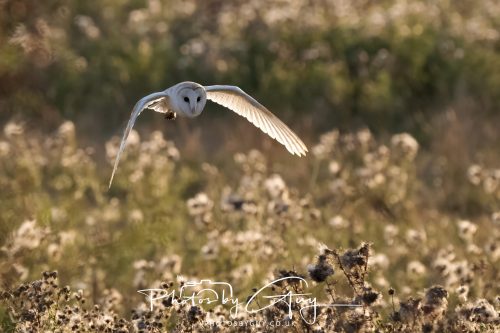 24 August 2026 - Near Whitehaven, Cumbria - Barn Owl