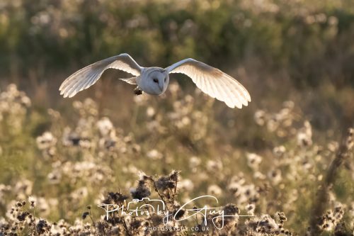 24 August 2026 - Near Whitehaven, Cumbria - Barn Owl